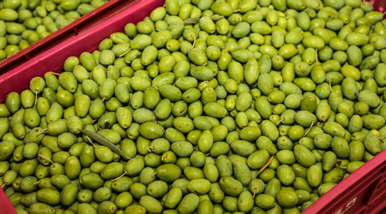Olives Cooperativa de Sóller