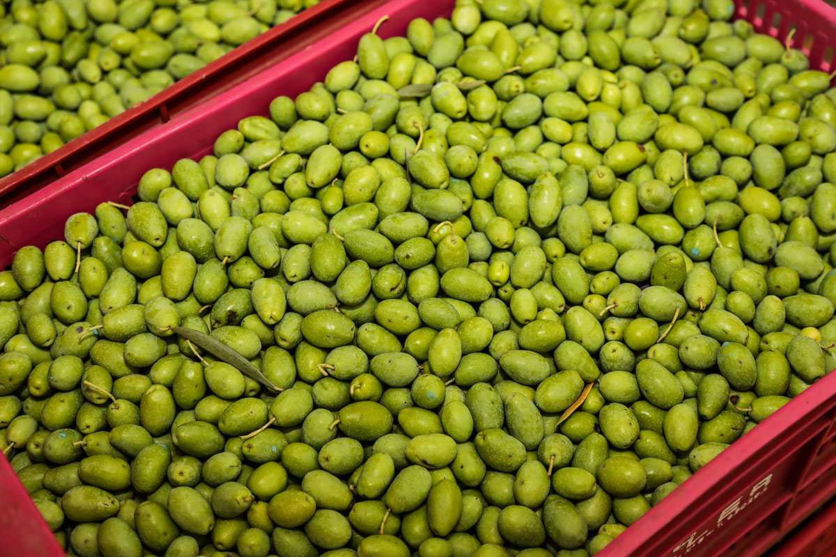 Olives Cooperativa de Sóller